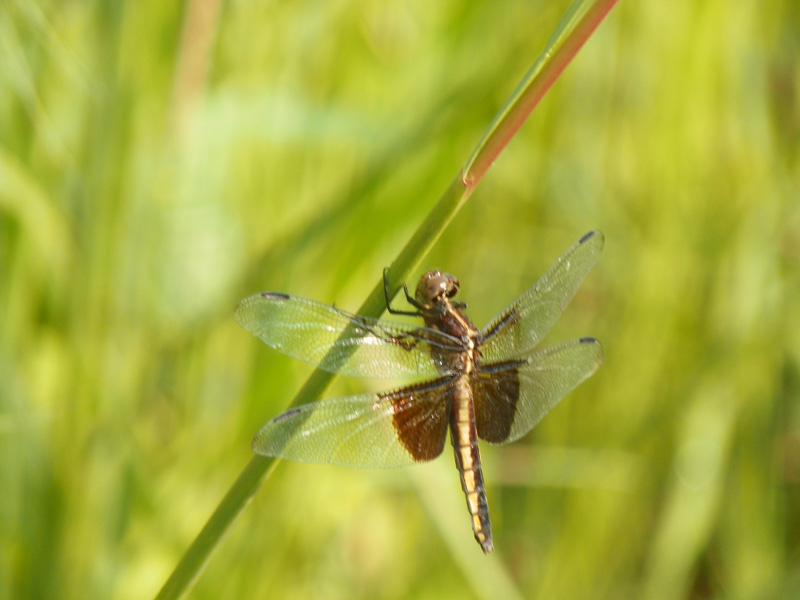 Dragonfly on plant