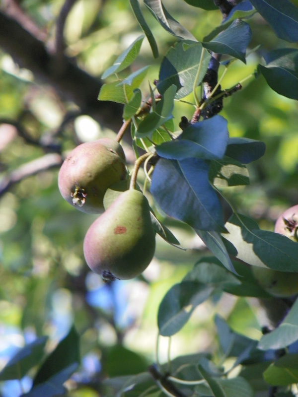 Pear Tree at Homestead