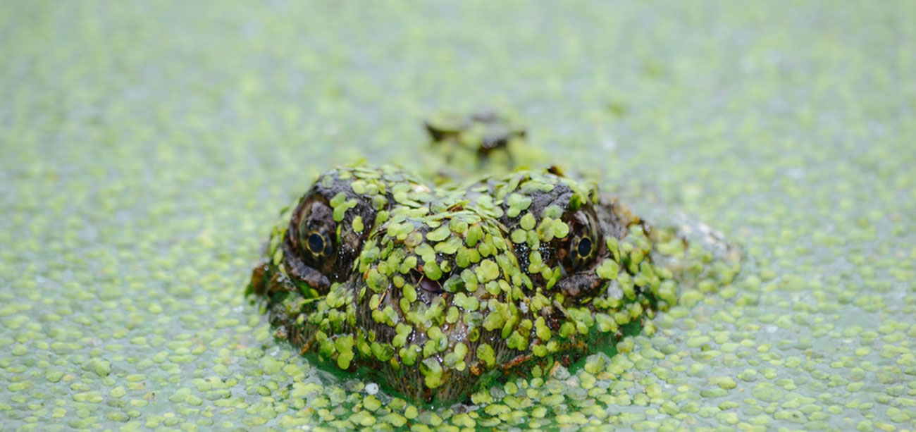 Frog Head Peering Out of Water